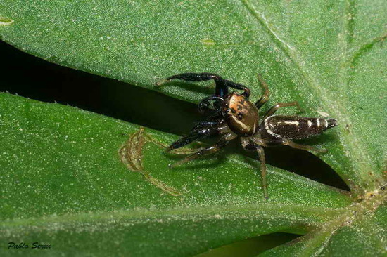 Jumping spider