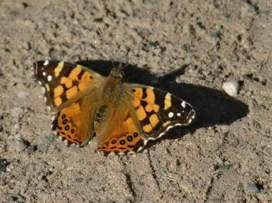Dama manchada 