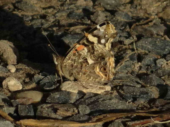 Dama manchada 