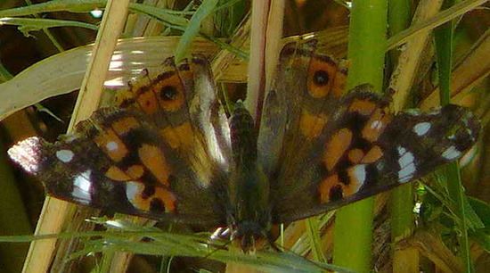 Dama pintada 