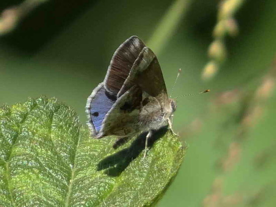 Frotadora enana