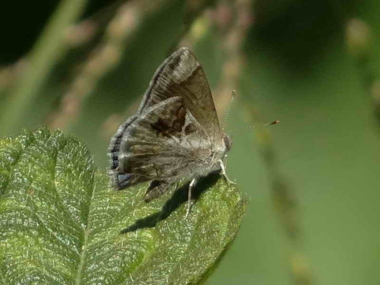 Frotadora enana