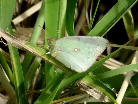 Isoca de la alfalfa 