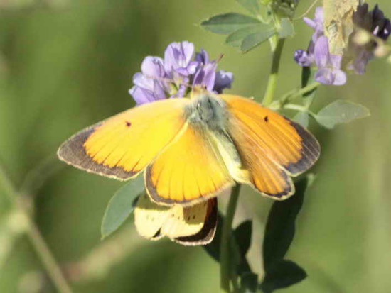 Isoca de la alfalfa 