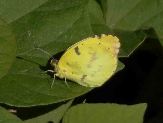 Limoncito común 