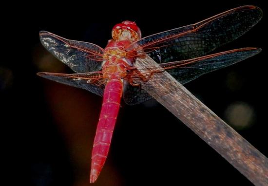 Dragonfly/Skimmers