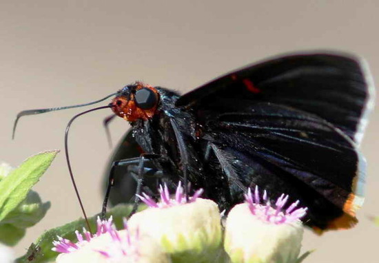 Polibio sangrante