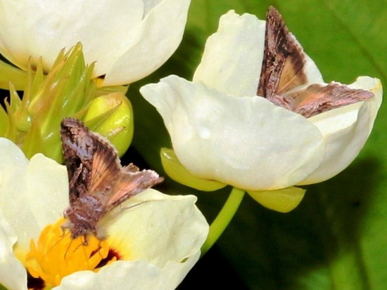 Polilla medidora