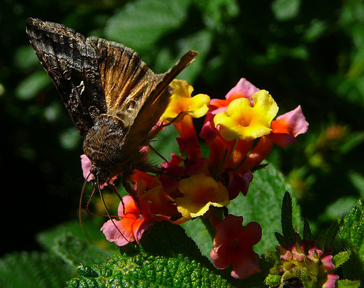 Polilla medidora