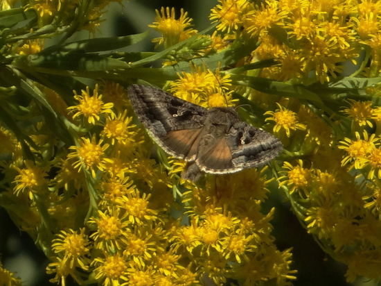 Polilla medidora