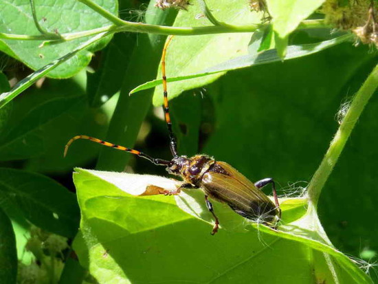 Long-horned beetle
