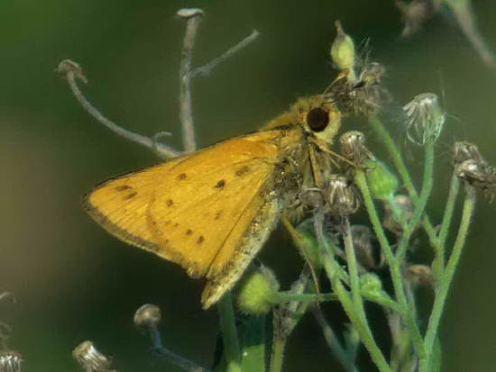 Saltarina amarilla