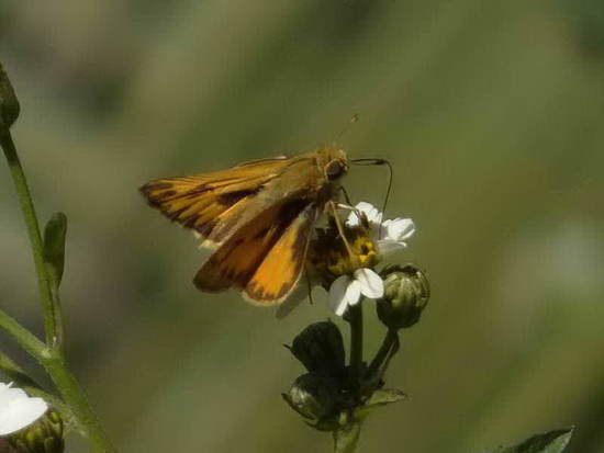 Saltarina amarilla