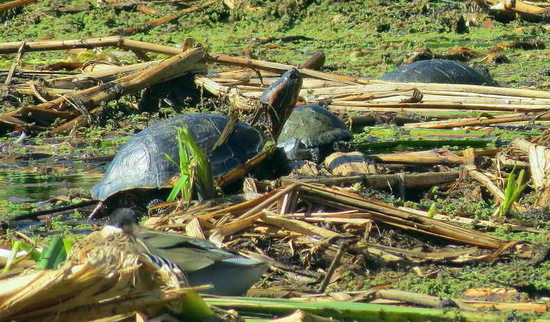 Tortuga de orejas rojas