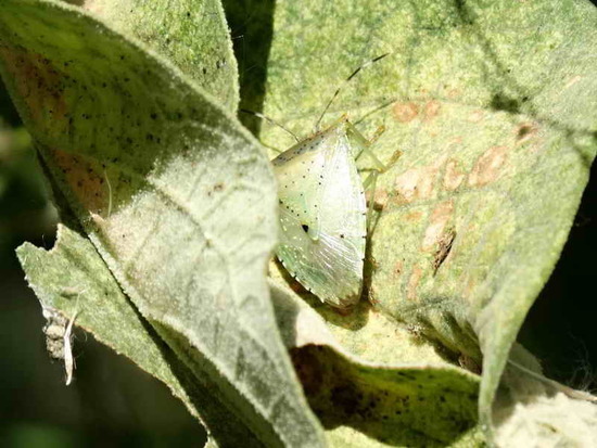Tomato stink bug