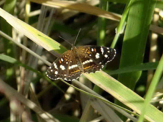 Bataraza