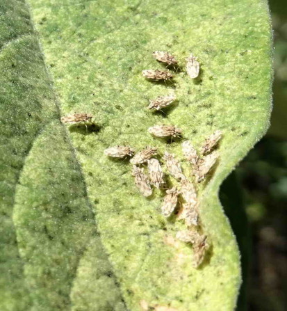 Lace Bug