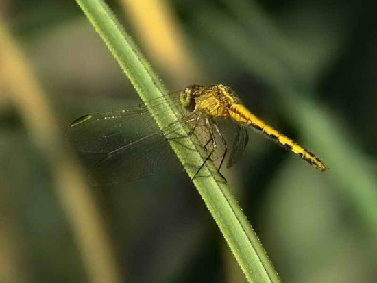 Dragonfly/Skimmers