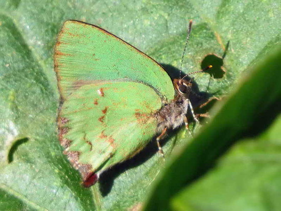 Frotadora esmeralda coluda