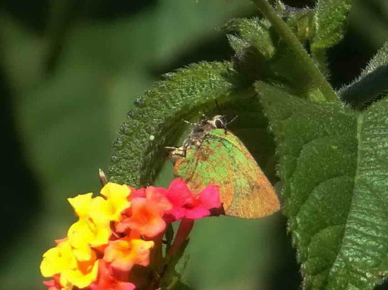 Frotadora esmeralda coluda