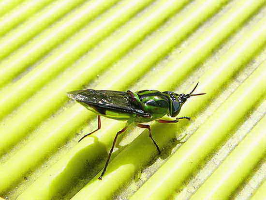 Soldier Fly
