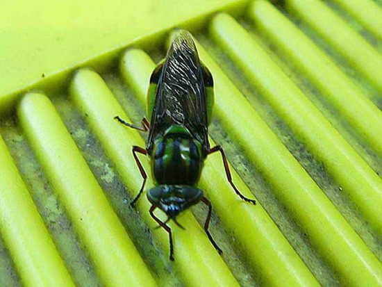 Soldier Fly