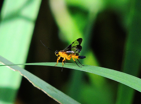 Ichneumon wasp