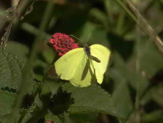 Limoncito común 