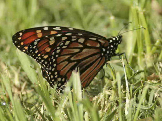 Monarca