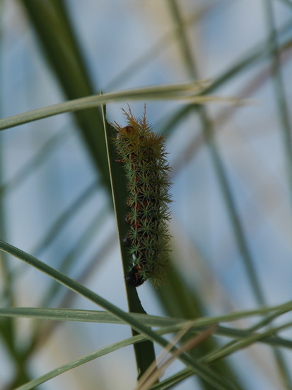 Polilla del pajonal