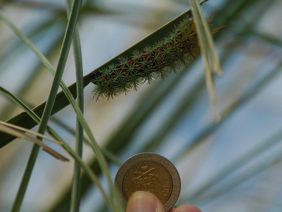 Polilla del pajonal