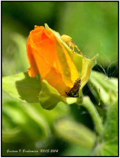 Crab spider