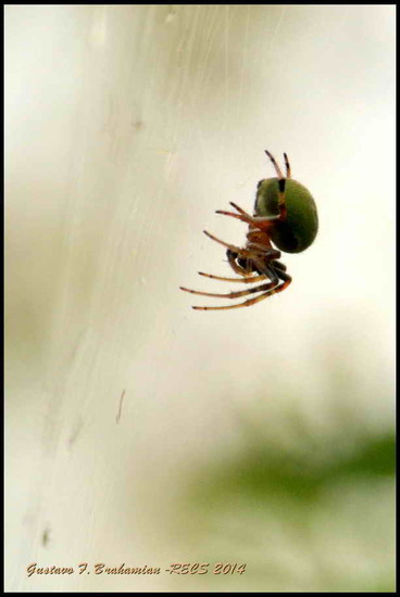 Orb weaver