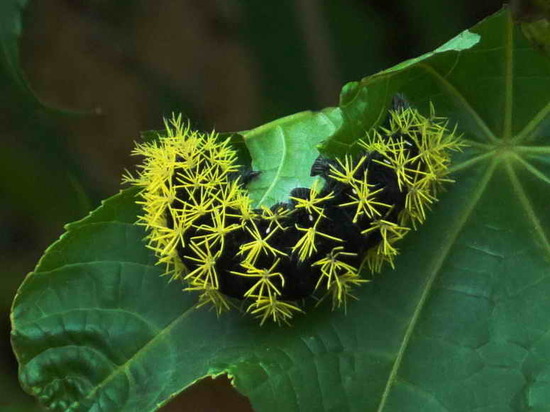 Polilla ojos de venado