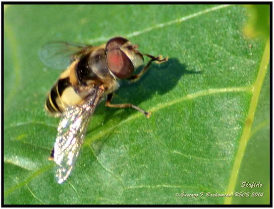 Hoverfly