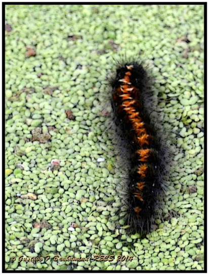 Polilla tigre