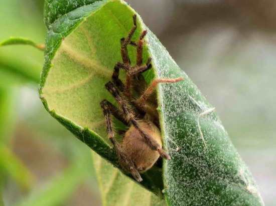 Giant crab spider