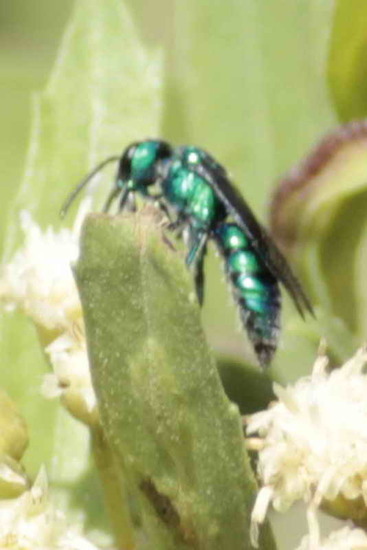 Sweat bee