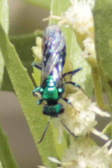 Sweat bee