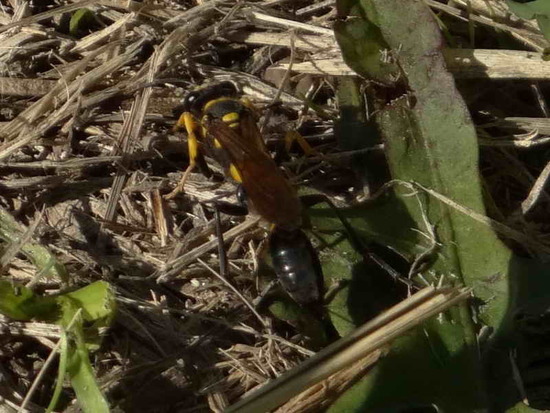 Avispa alfarera