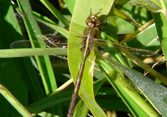 Dragonfly/Darners