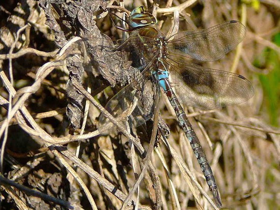 Dragonfly/Darners