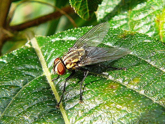 Flesh fly