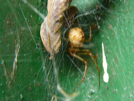 Cobweb spider