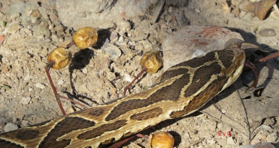 Urutu pit viper