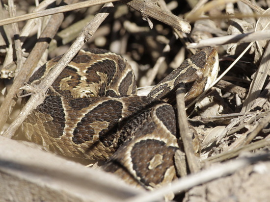 Urutu pit viper