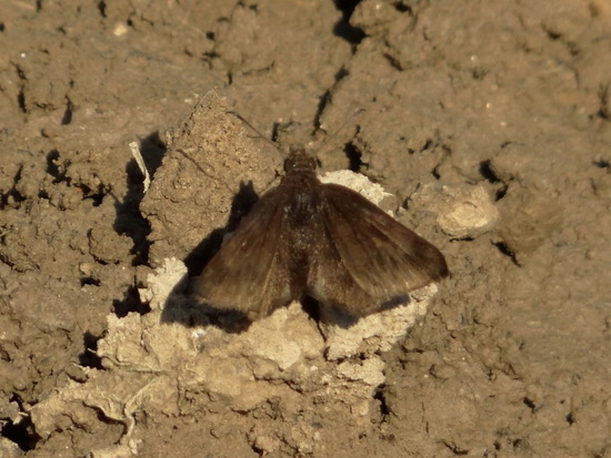 Small skipper