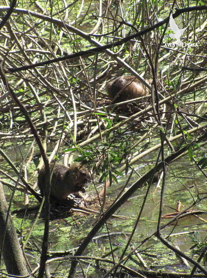 Coypu