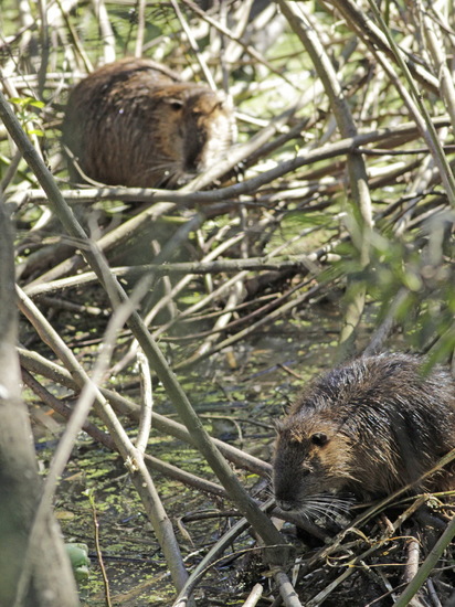 Coypu