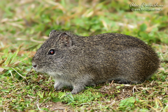 Pampas cavy